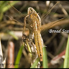 Broad Scarlet