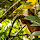 Organisms of Sumatra