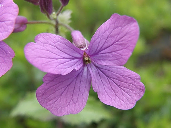 Spotting Image 1