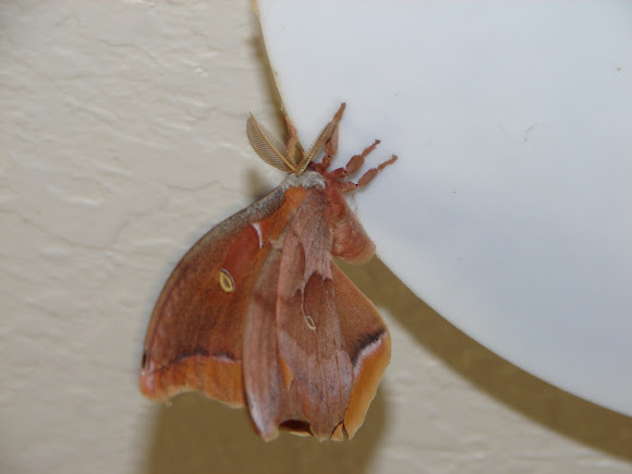Spotting Image 1