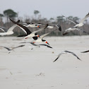 Black Skimmers (with Laughing Gulls)