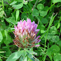 Purple Clover