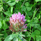 Purple Clover