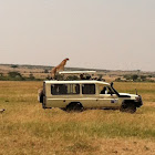 Cheetah