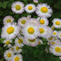 Daisies