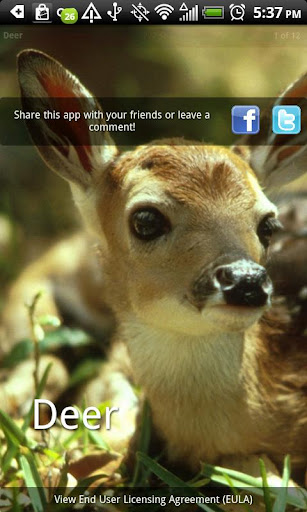 Deer Photo Book