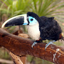 Channel-Billed Toucan