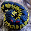 Caterpillar