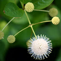 Button brush