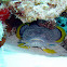 Splendid toadfish