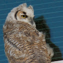 Great Horned Owl