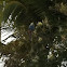 Pale Headed Eastern Rosella