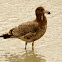 Pacific Gull (juvenile)