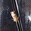 Moth