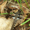 Common Whitetail -Dragonfly