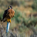 Swainson's Hawk