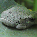Frog -  Gray Treefrog