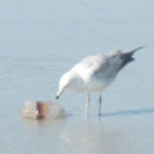 Seagul