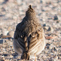 Crested Lark; Cogujada Común