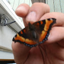 Milberts Tortoiseshell
