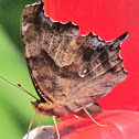Question Mark Butterfly