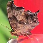 Question Mark Butterfly