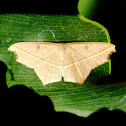 Cross-line Wave Moth
