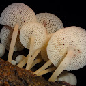 Pored Ghost Bonnet Mushroom