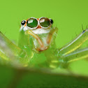 Jumping Spider (Female)