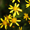 Senecio