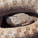 Night Snake