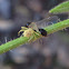 Goldenrod Crab Spider (with prey)