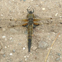 Four-spotted Skimmer- Dragonfly