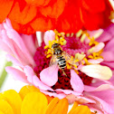Bee