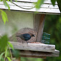 Brown Headed Cowbird