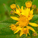 Arrowleaf Senecio