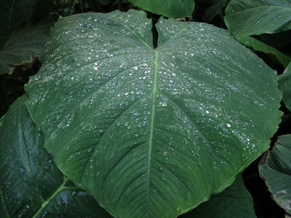 Spotting Image 1