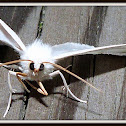 White Slantline Moth