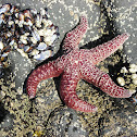 Starfish