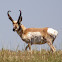 Pronghorn