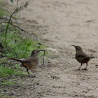 California Thrasher