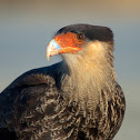 Southern Crested Caracara