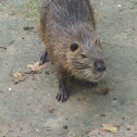 Nutria (Copyu)