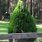 Conifer