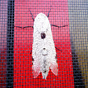Teak borer