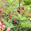 Common Blackberry