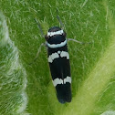 Leafhopper