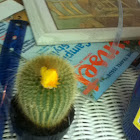 Cactus strawflower