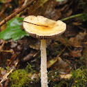 Questionable stropharia