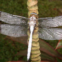 Malayan White Skimmer